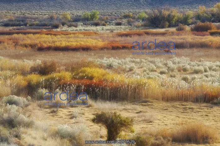 : DIG, geography / travel, USA, California, Owens : DIG, geography / travel, USA, California, Owens