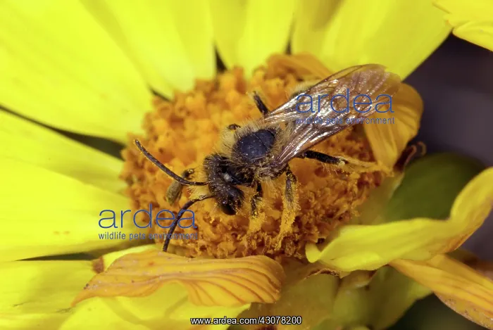 : Digger Bee : Digger Bee