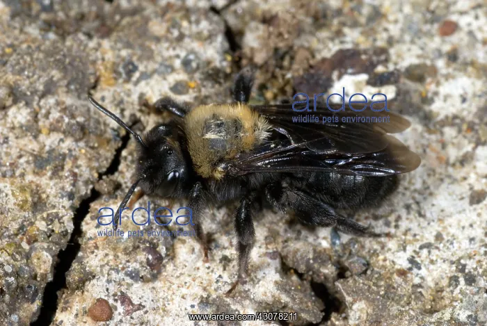 : Digger Bee : Digger Bee