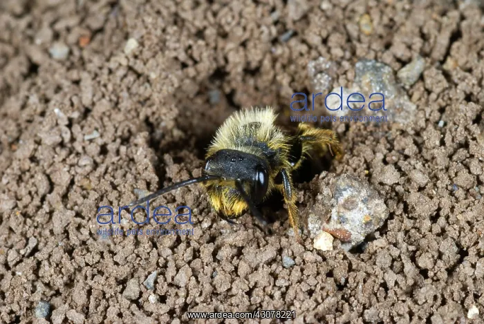 : Digger Bee Emerging From Burrow : Digger Bee Emerging From Burrow