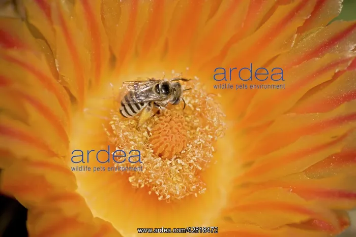 : Digger Bee - on fishhook barrel cactus blossum : Digger Bee - on fishhook barrel cactus blossum