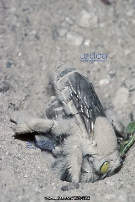 : Digger Bees - Males digging for virgin females for mating : Digger Bees - Males digging for virgin females for mating