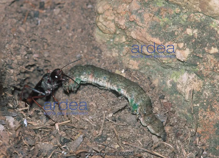 : Digger wasp dragging paralysed caterpillar into : Digger wasp dragging paralysed caterpillar into