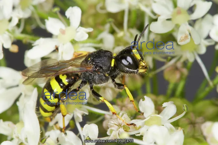 : Digger Wasp (Ectemnius cavifrons) adult female : Digger Wasp (Ectemnius cavifrons) adult female