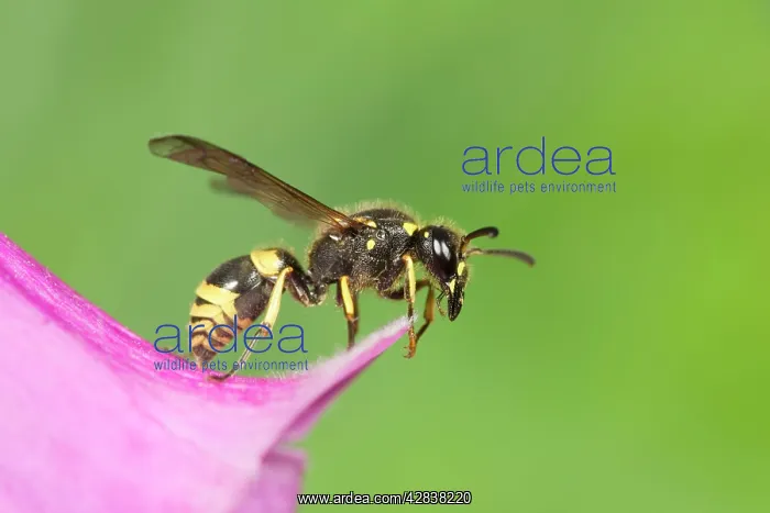 : Digger Wasp - resting on Foxglove flower : Digger Wasp - resting on Foxglove flower