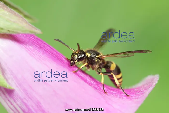 : Digger Wasp - resting on Foxglove flower : Digger Wasp - resting on Foxglove flower