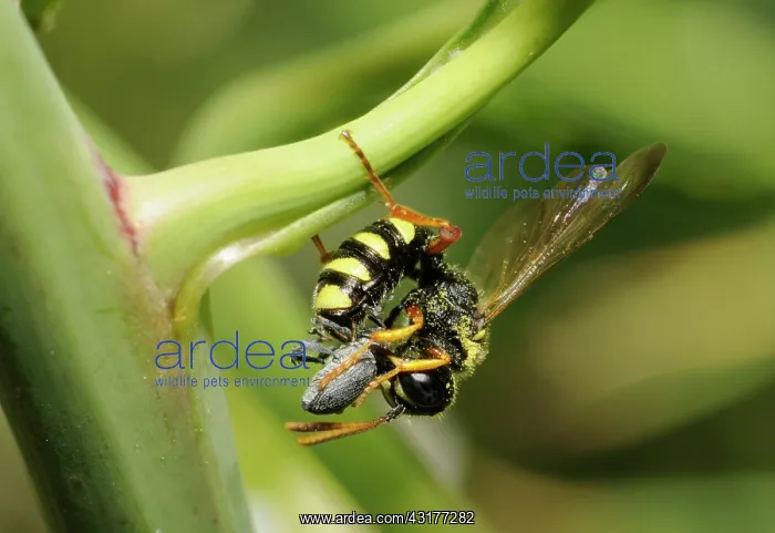 : Digger wasp(Cerceris arenaria) capturing a Weevil : Digger wasp(Cerceris arenaria) capturing a Weevil