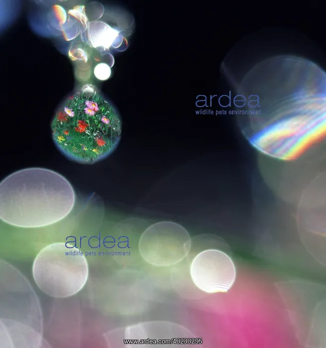 : Digital composite abstract of dew drops : Digital composite abstract of dew drops