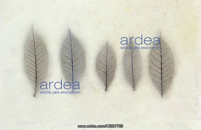 : Plant. Digitally manipulated image of row of leaves of various sizes on softened : Plant. Digitally manipulated image of row of leaves of various sizes on softened