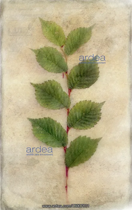 : Plant. Digitally manipulated image of stem and green leaves on softened : Plant. Digitally manipulated image of stem and green leaves on softened
