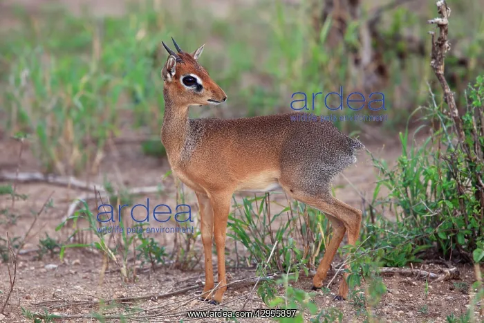 : Dik-dik (Rhynchotragus kirki). Tarangire NP - Tanzania : Dik-dik (Rhynchotragus kirki). Tarangire NP - Tanzania