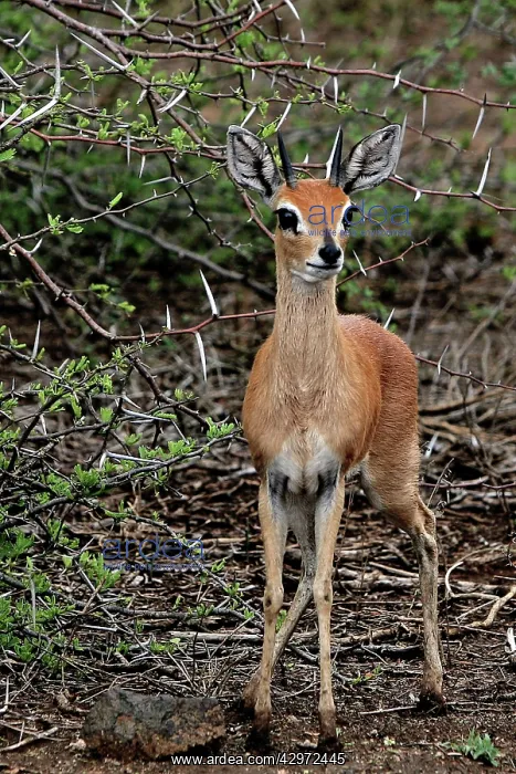 : Dik-dik (Madoqua sp.). Marakele National Park - South Africa : Dik-dik (Madoqua sp.). Marakele National Park - South Africa
