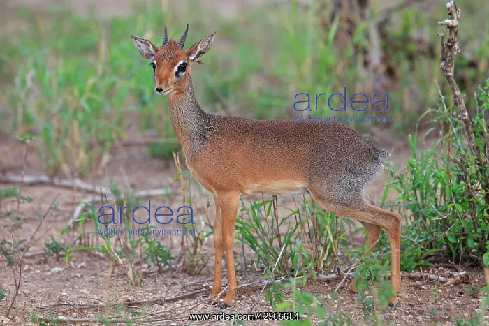 : Dik-dik / Dikdik : Dik-dik / Dikdik