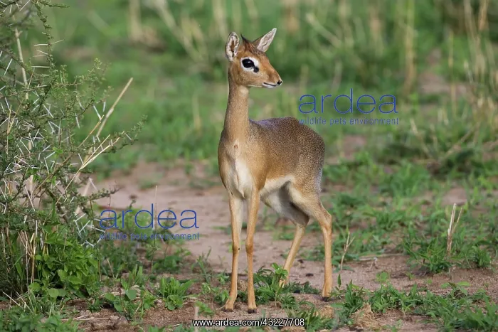 : Dik-dik, Tanzania : Dik-dik, Tanzania