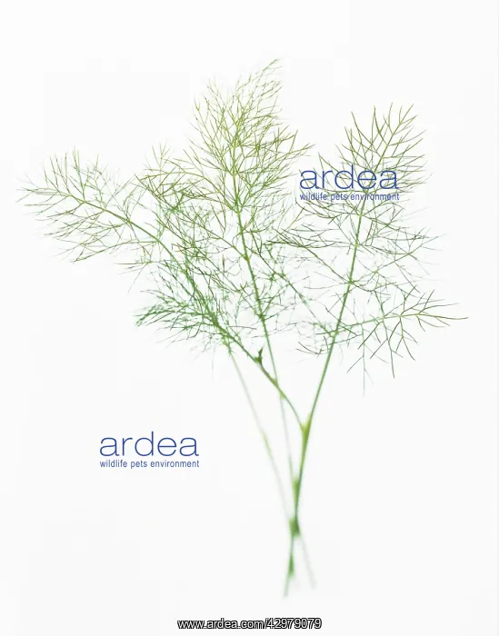 : Dill, Anethum : Dill, Anethum