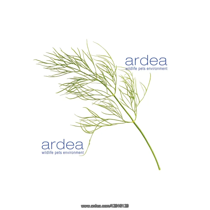 : Dill, Anethum graveolens : Dill, Anethum graveolens