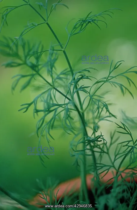 : Dill, Anethum graveolens : Dill, Anethum graveolens