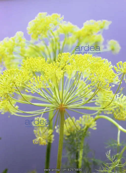 : Dill, Anethum graveolens : Dill, Anethum graveolens