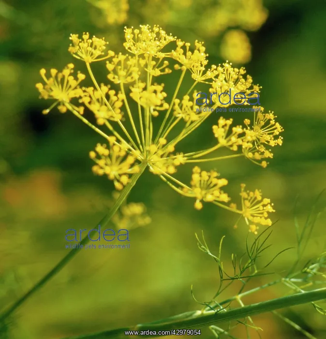 : Dill, Anethum graveolens : Dill, Anethum graveolens