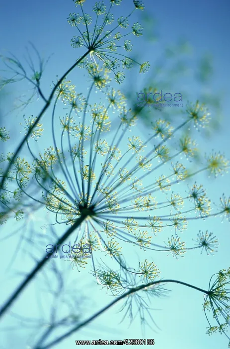 : Dill, Anethum graveolens : Dill, Anethum graveolens