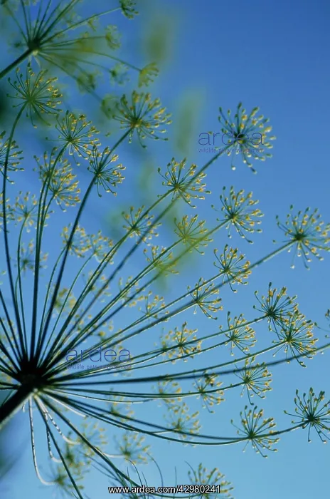 : Dill, Anethum graveolens : Dill, Anethum graveolens