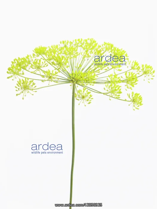: Dill, Anethum graveolens : Dill, Anethum graveolens