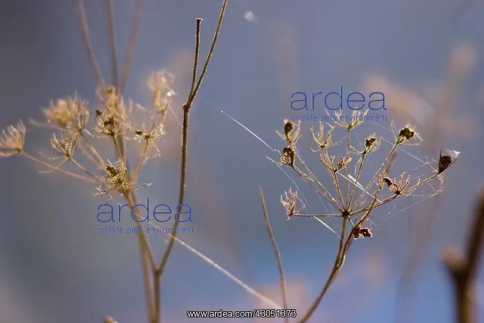 : Dill, Anethum graveolens : Dill, Anethum graveolens