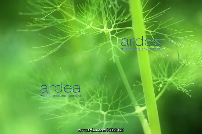 : Dill, Anethum graveolens : Dill, Anethum graveolens