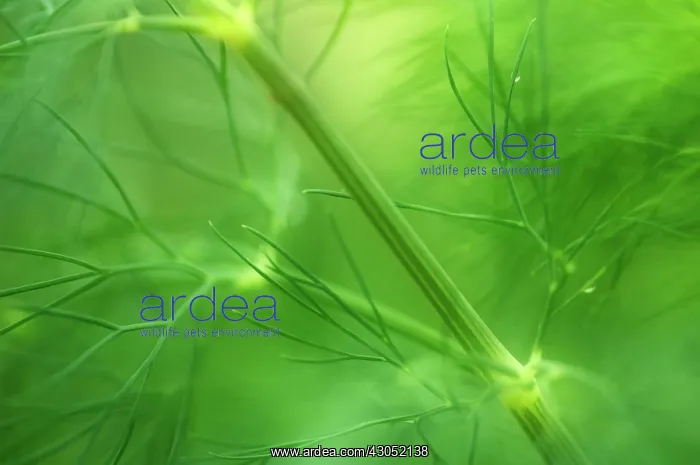 : Dill, Anethum graveolens : Dill, Anethum graveolens