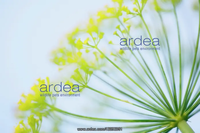 : Dill, Anethum graveolens : Dill, Anethum graveolens