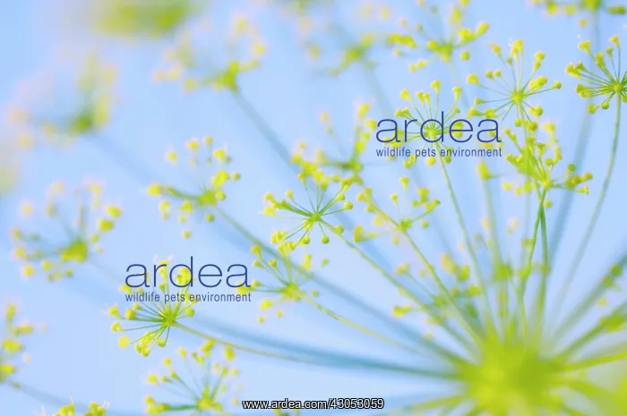 : Dill, Anethum graveolens : Dill, Anethum graveolens