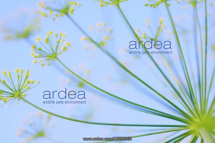 : Dill, Anethum graveolens : Dill, Anethum graveolens