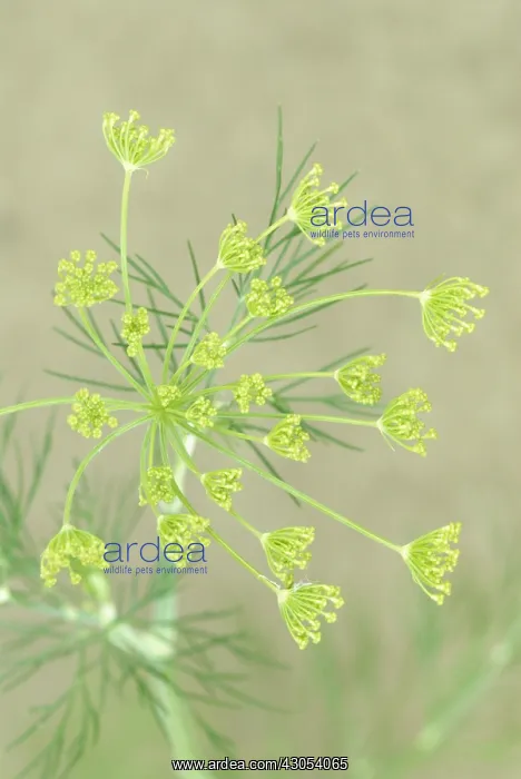 : Dill, Anethum graveolens : Dill, Anethum graveolens
