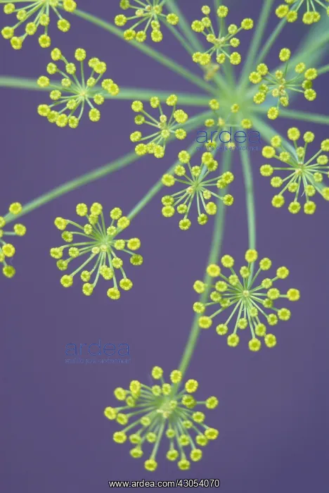: Dill, Anethum graveolens : Dill, Anethum graveolens