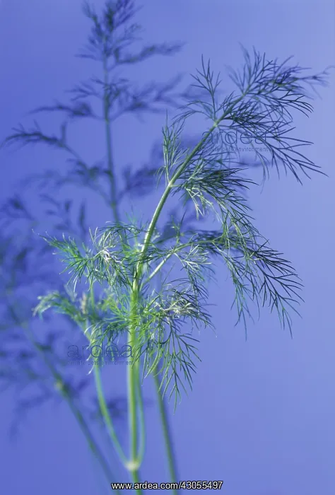 : Dill, Anethum graveolens : Dill, Anethum graveolens