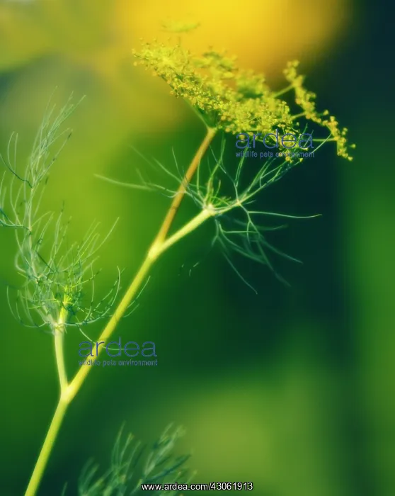 : Dill, Anethum graveolens : Dill, Anethum graveolens