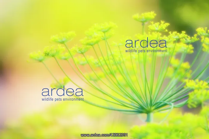 : Dill, Anethum graveolens : Dill, Anethum graveolens