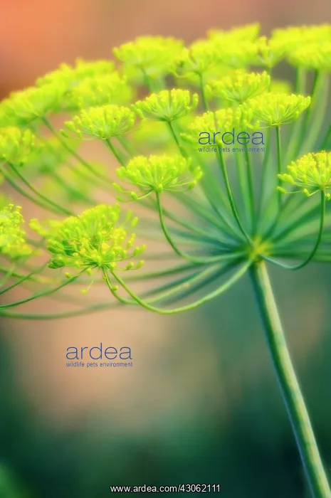 : Dill, Anethum graveolens : Dill, Anethum graveolens