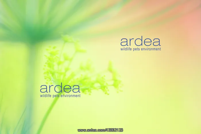 : Dill, Anethum graveolens : Dill, Anethum graveolens