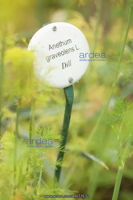 : Dill, Anethum graveolens : Dill, Anethum graveolens