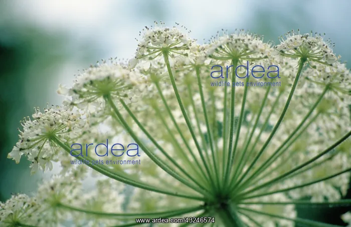 : Dill, Anethum graveolens alba : Dill, Anethum graveolens alba