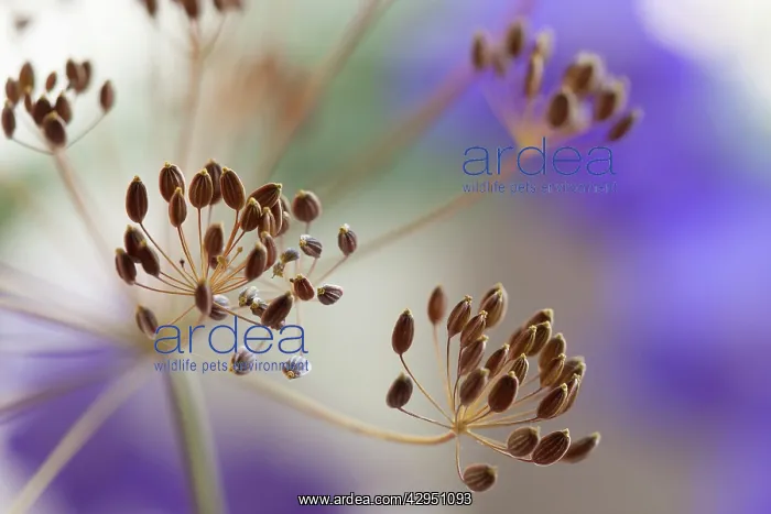 : Dill, Anethum graveolens, Close up of dried seed umbels, selective focus, mauve highlights : Dill, Anethum graveolens, Close up of dried seed umbels, selective focus, mauve highlights