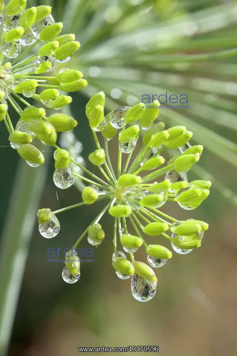 : Dill, Anethum graveolens, close up of flower buds, with rain : Dill, Anethum graveolens, close up of flower buds, with rain