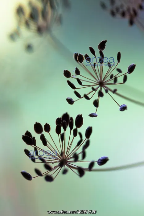 : Dill, Anethum graveolens, Close up of individual dried seed umbels : Dill, Anethum graveolens, Close up of individual dried seed umbels