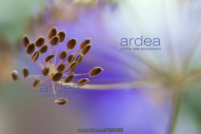 : Dill, Anethum graveolens, Close up of single dried seed umbel : Dill, Anethum graveolens, Close up of single dried seed umbel