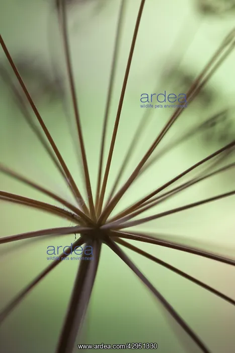 : Dill, Anethum graveolens, Close view of stems of umbellifer seed head : Dill, Anethum graveolens, Close view of stems of umbellifer seed head