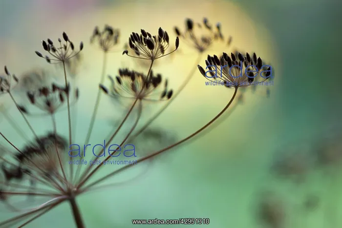 : Dill, Anethum graveolens, Cropped view of dried seed umbel : Dill, Anethum graveolens, Cropped view of dried seed umbel