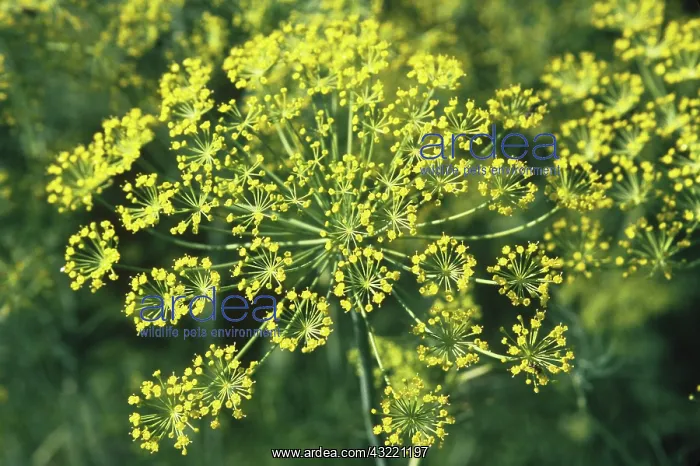 : Dill (Anethum graveolens) in flower. Pennsylvania : Dill (Anethum graveolens) in flower. Pennsylvania