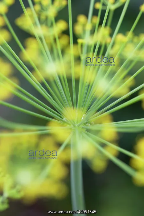  : Dill, Anethum graveolens, stems seen through soft focus flower heads