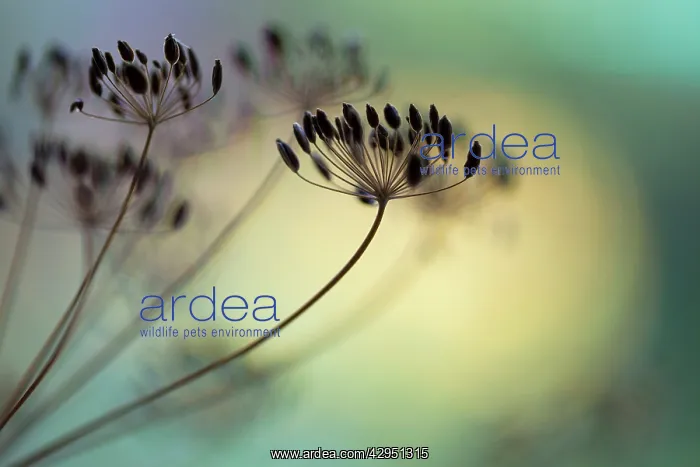 : Dill, Anethum graveolens, Part view of dried seed umbel : Dill, Anethum graveolens, Part view of dried seed umbel